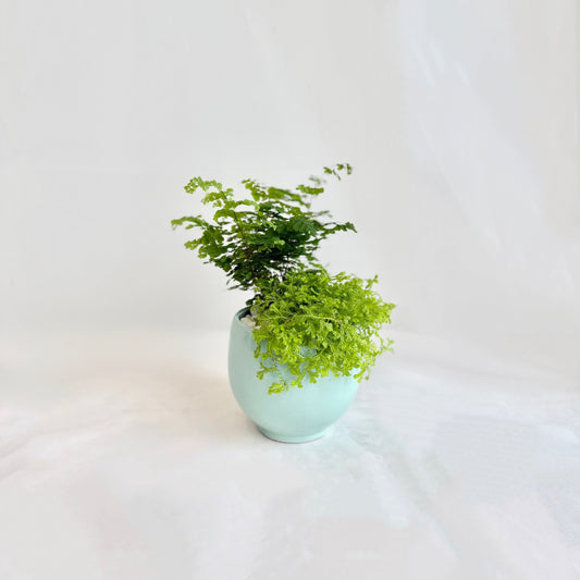 Pair of Ferns