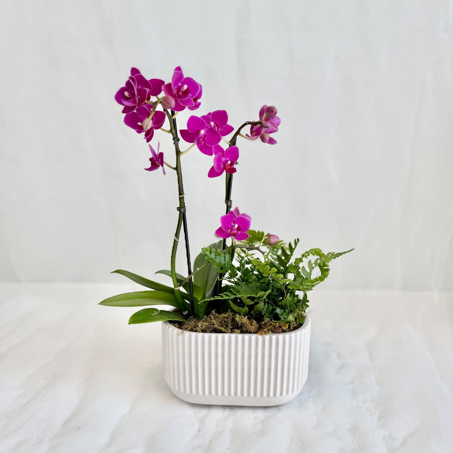 Mini Double Fuchsia Orchid with Fern