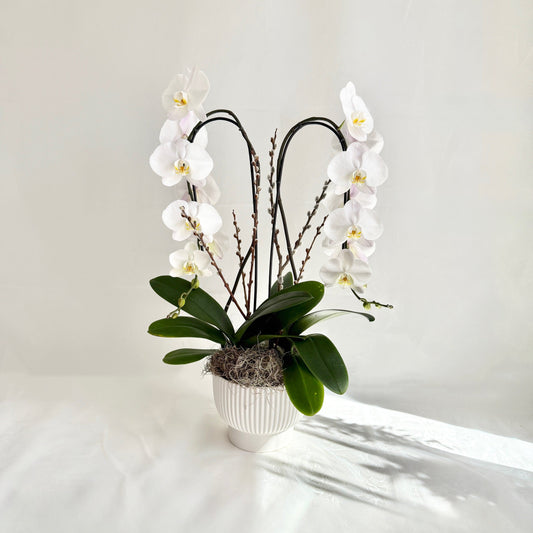 White Double Plant Orchid