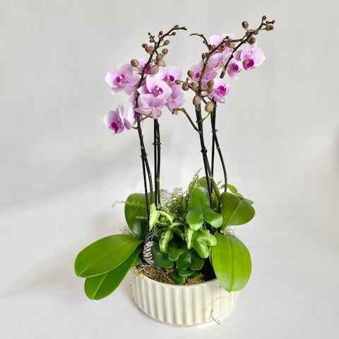 Large Mini Orchid & Fern Planter