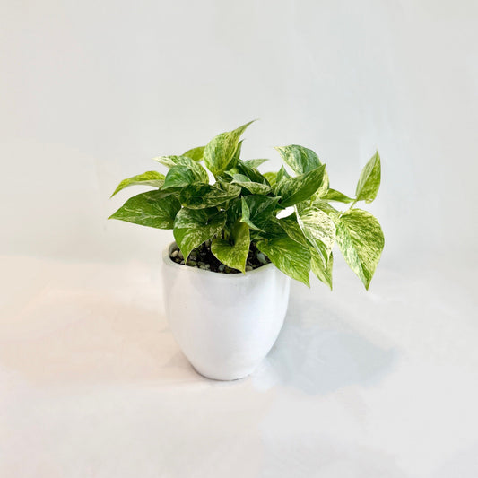Marble Queen Pothos in White Pot