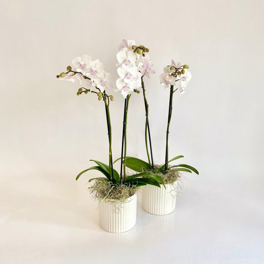 Mini Orchid-White