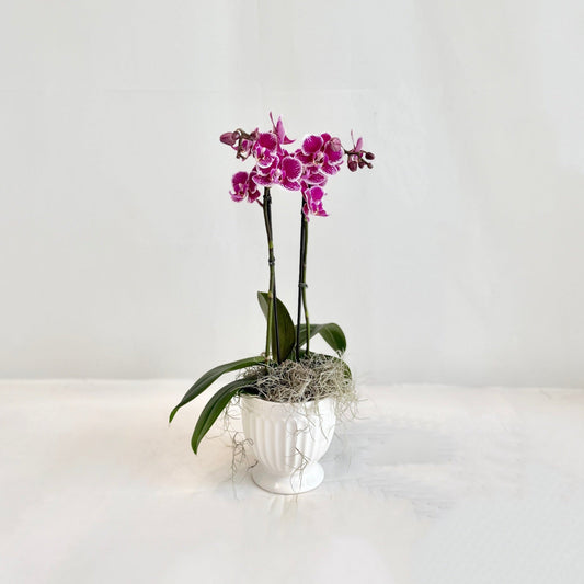 Mini Orchid - Fuchsia and White Variegated