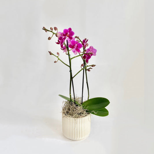 Mini Orchid - Fuchsia