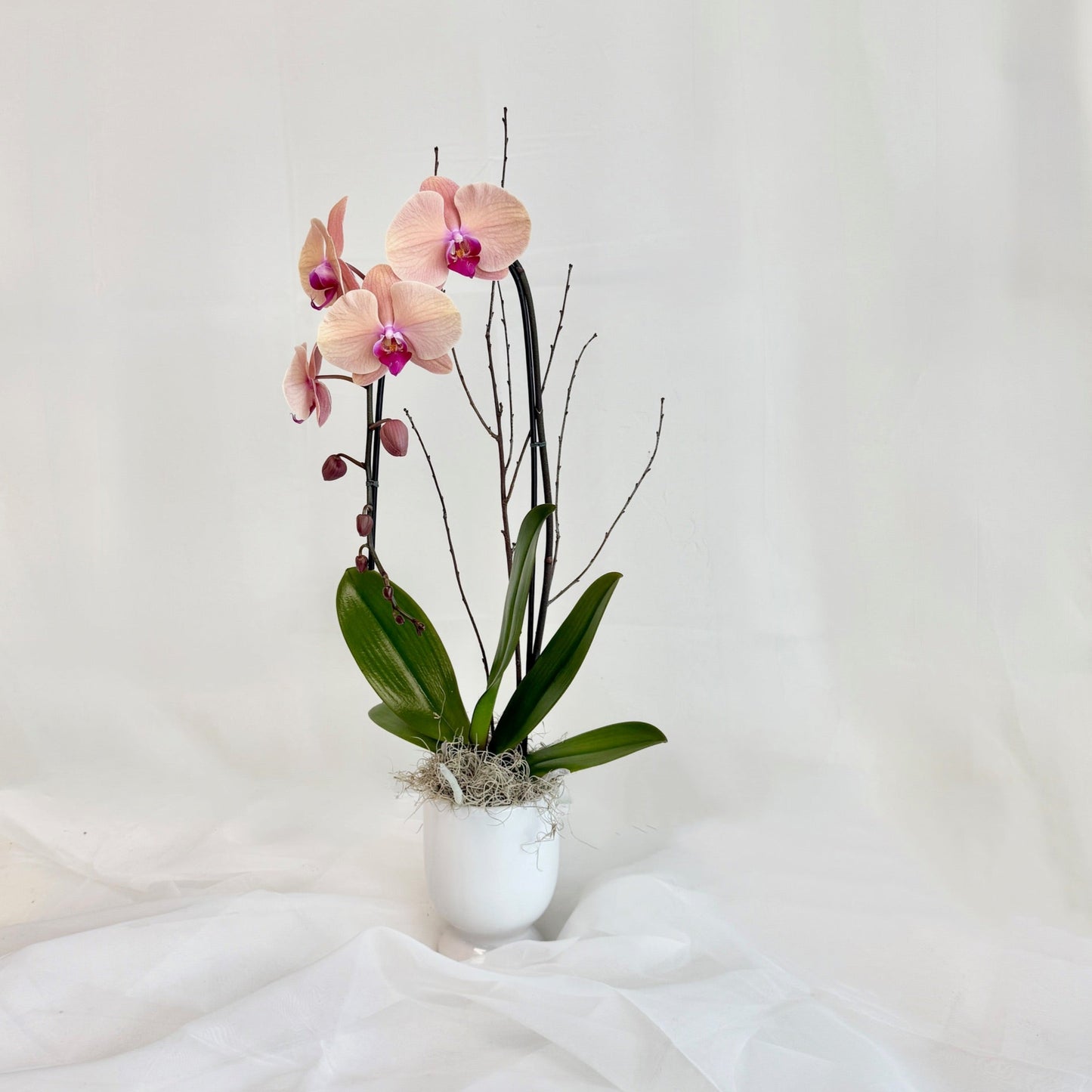 Peach Single Stem Orchid