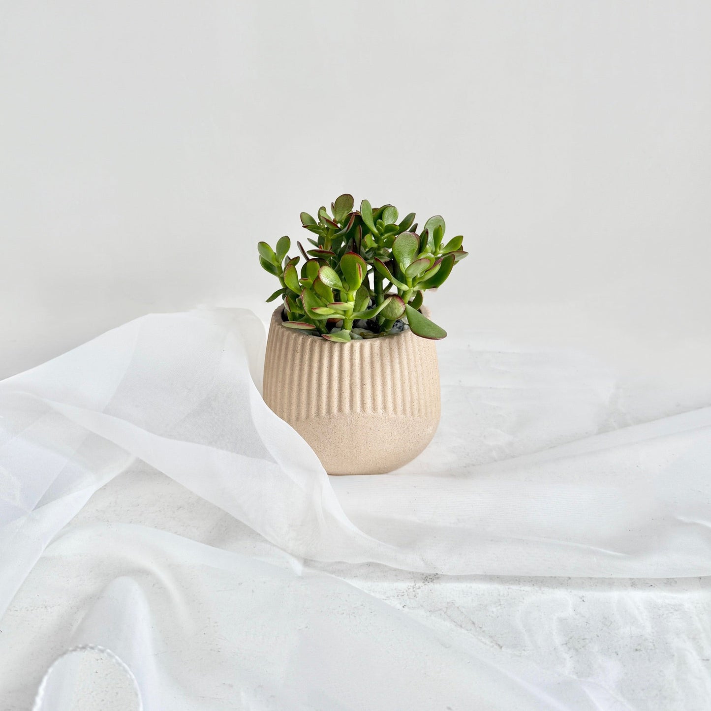 4" Jade Plant in Ceramic Pot