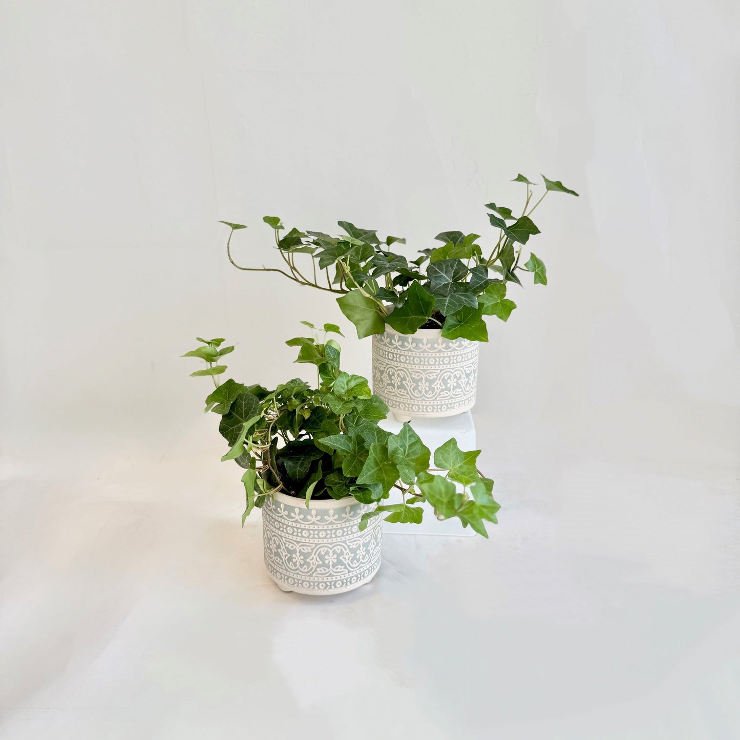 Ivy in Filigree Stencil Pot