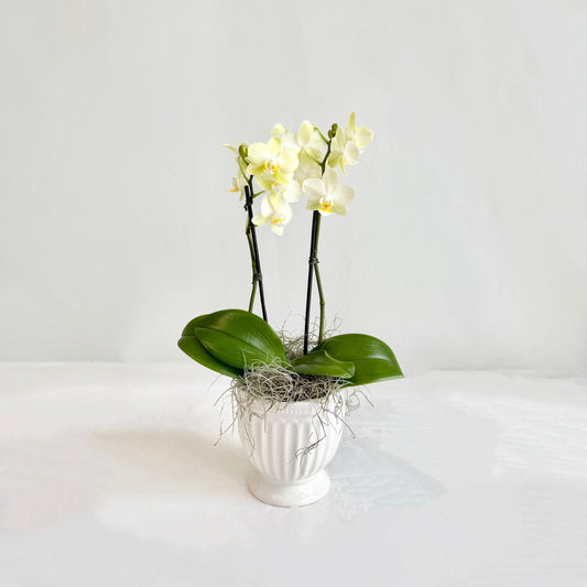 Mini Orchid - Citron