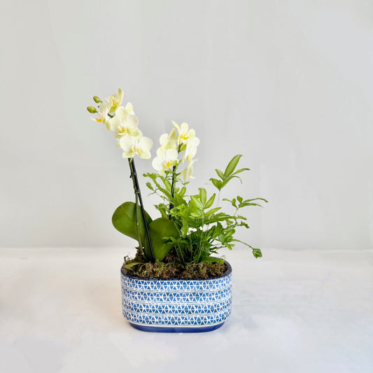 Mini Double Citron Orchid & Fern Planter