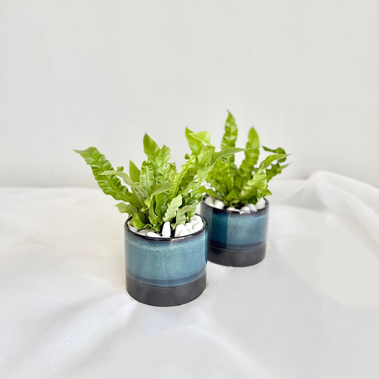 Crispy Wave Fern in Blue Pot