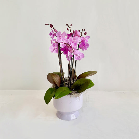 Lavender Mini Orchid Planter