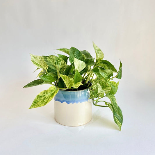 Marble Queen Pothos in Watercolour Pot