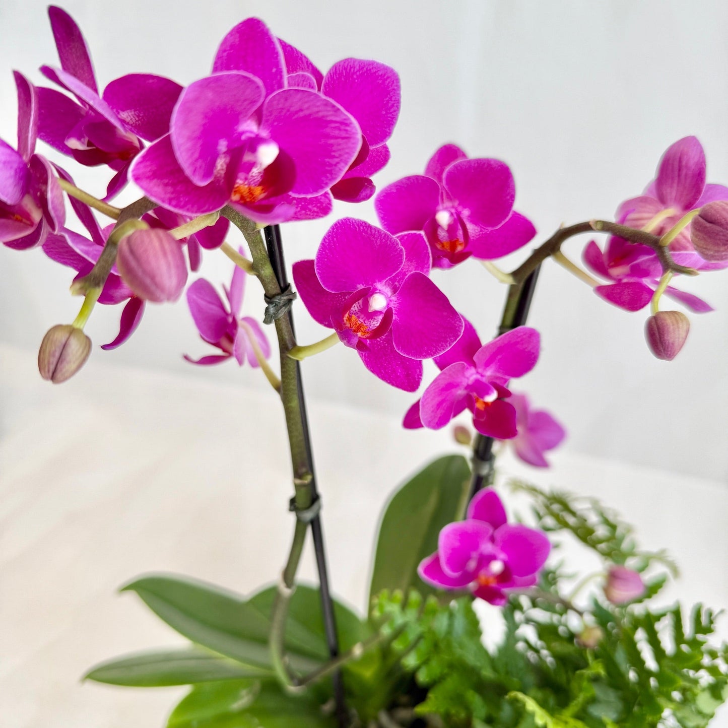 Mini Double Fuchsia Orchid with Fern