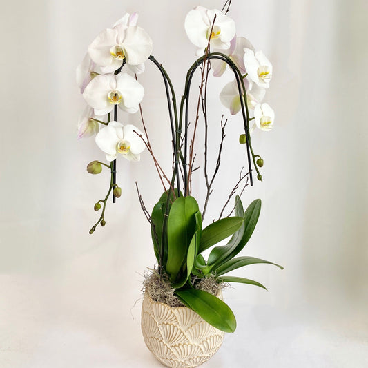 White Double Plant Orchid