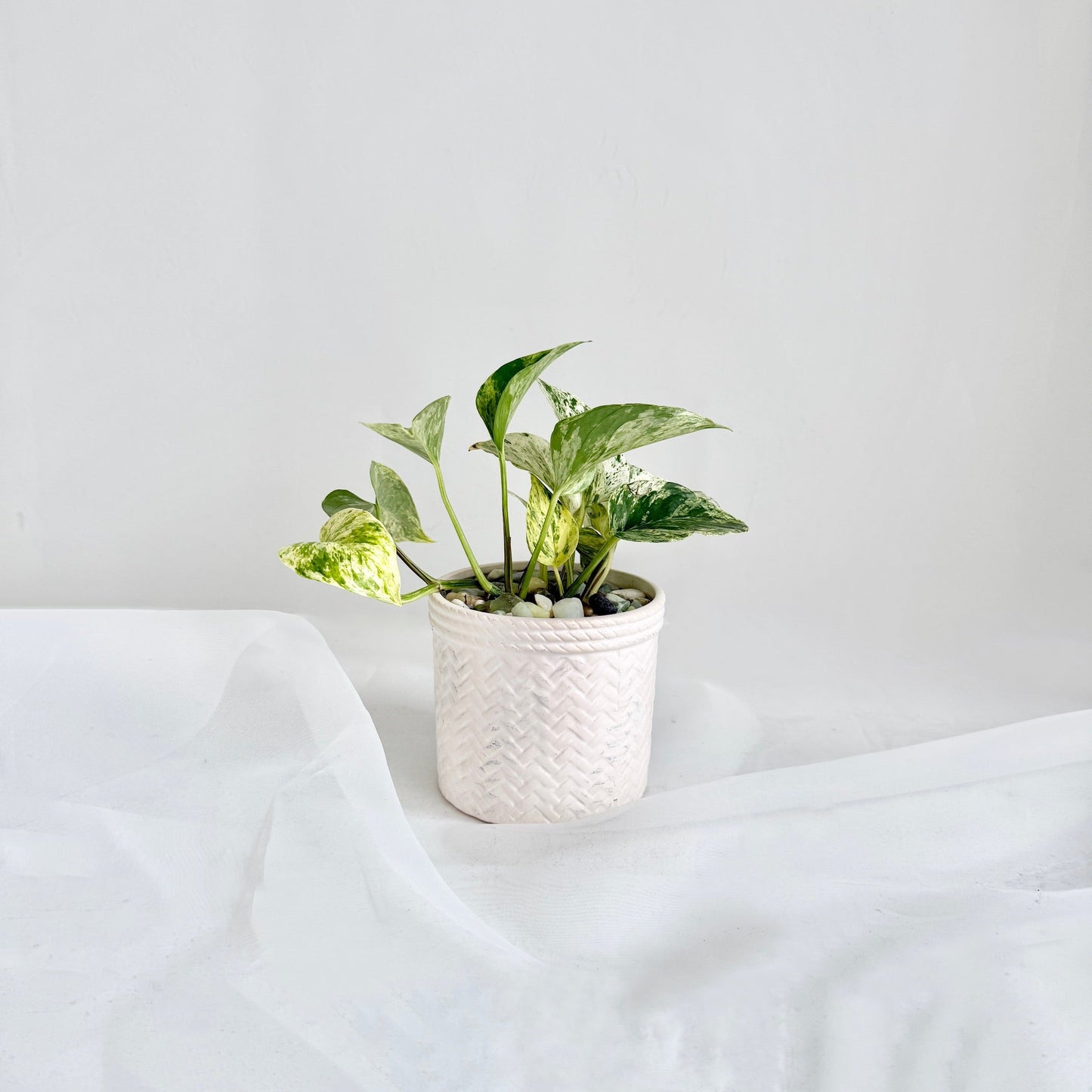 Marble Queen Pothos in Assorted Pots