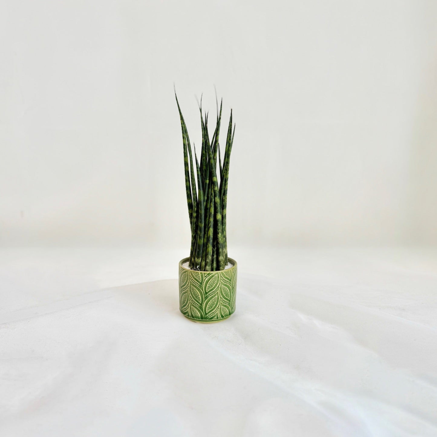 Fernwood Sansevieria