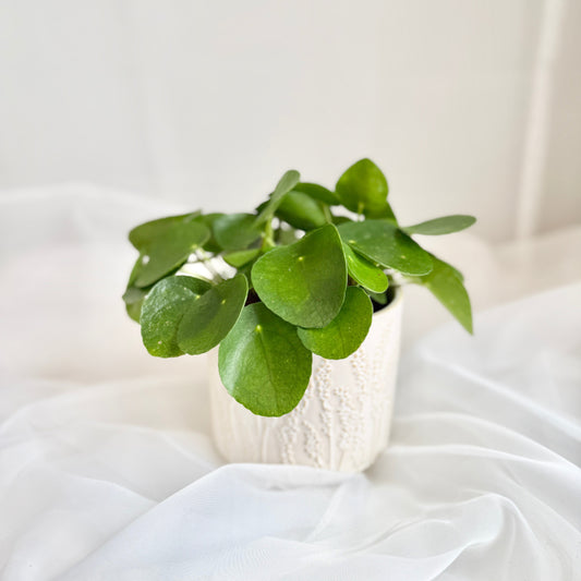 5" Pilea in Ceramic Pot