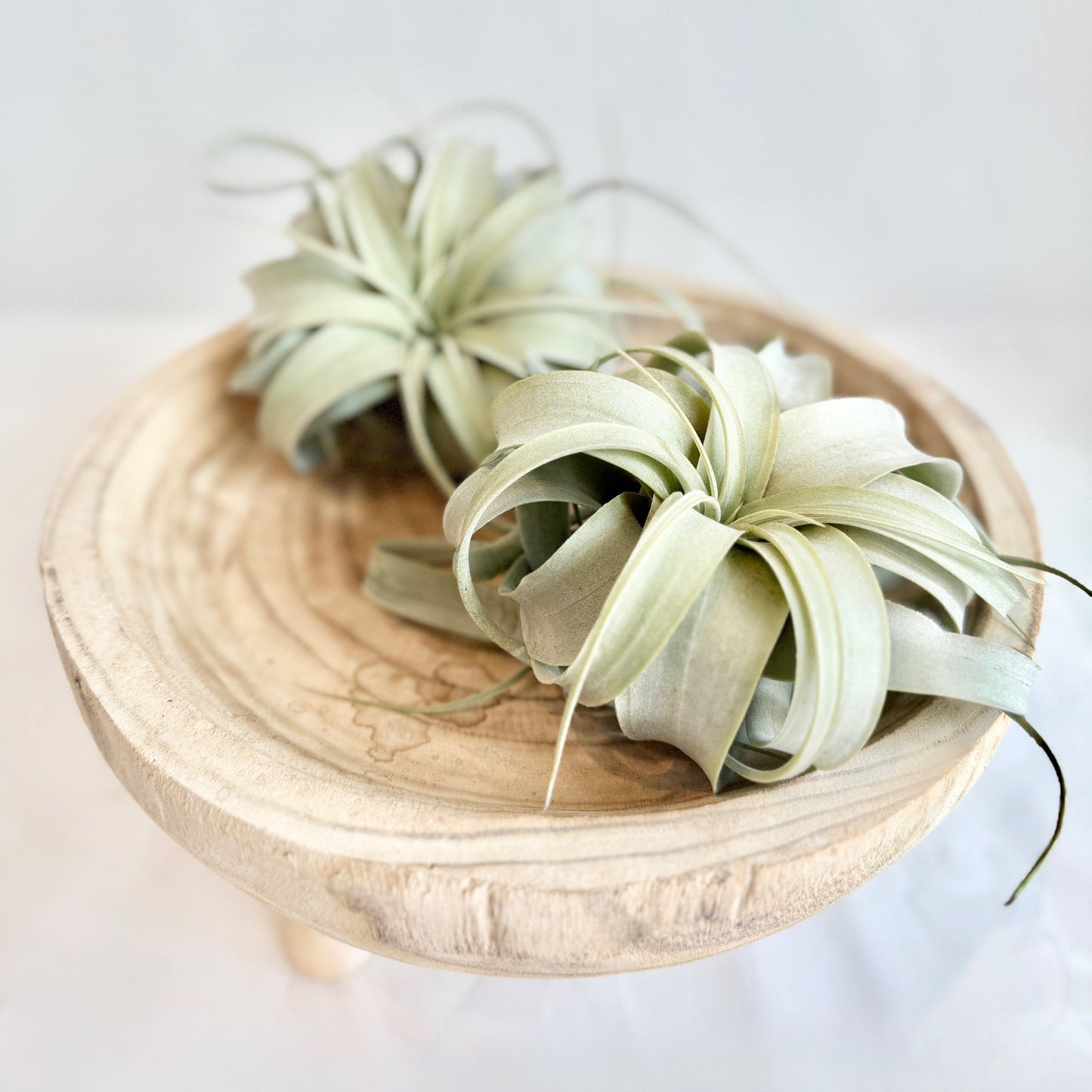 Tillandsia Xerographica Air Plant