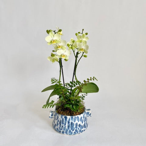 Mini Orchid + Fern Planter