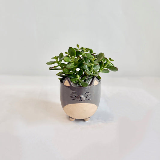 4" Jade in Cat Planter