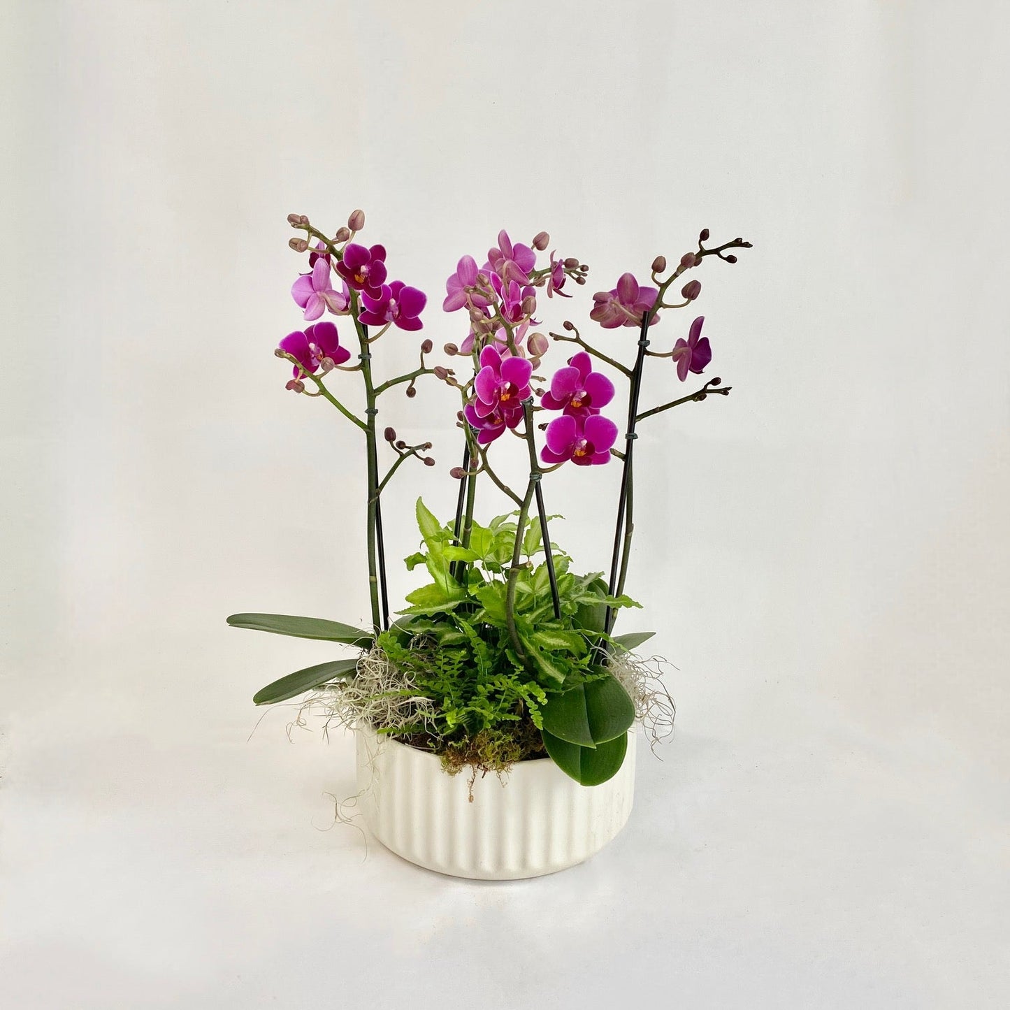 Large Mini Orchid & Fern Planter