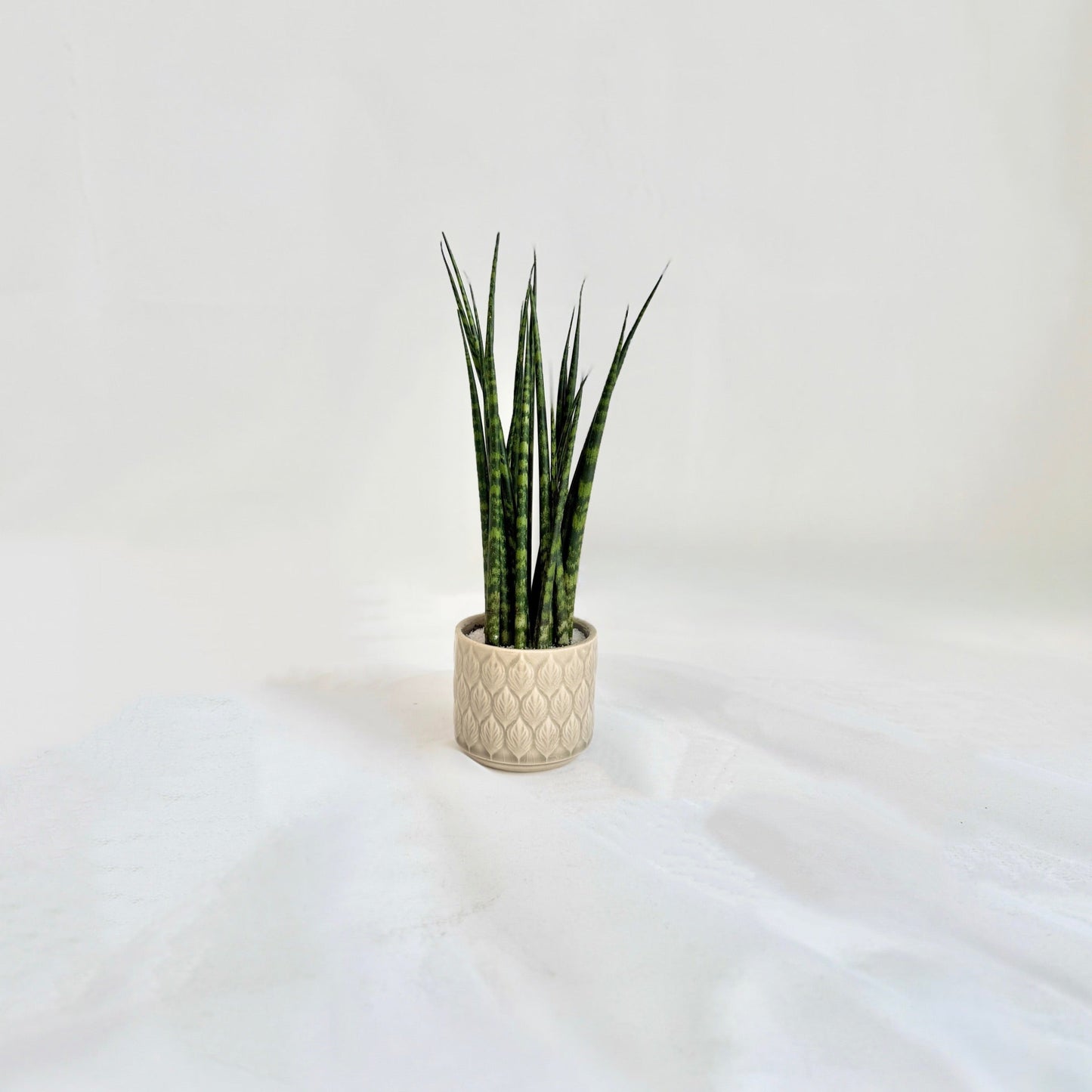 Fernwood Sansevieria