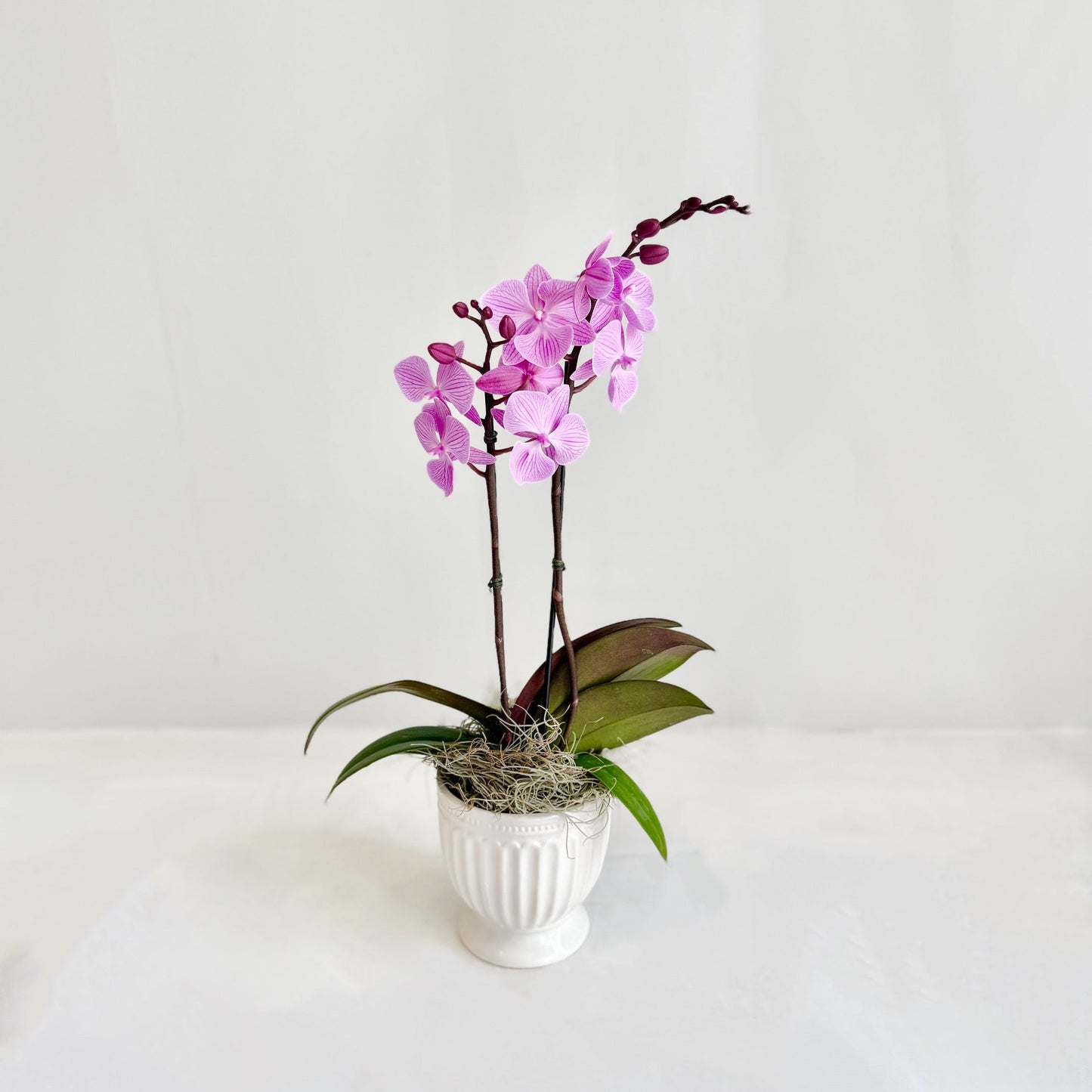 Mini Orchid - Pink