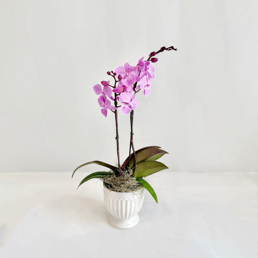 Mini Orchid - Pink