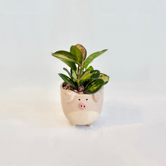 Miss Piggy's Hoya
