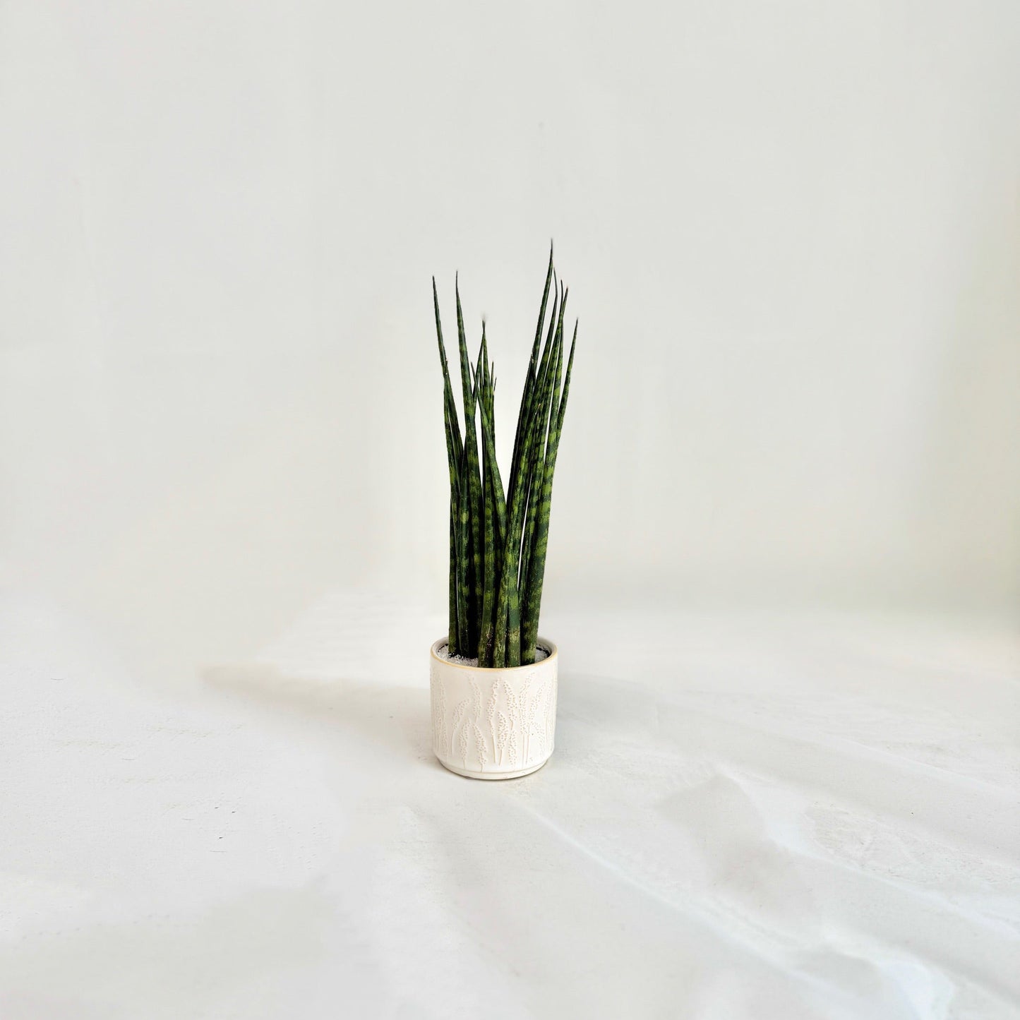 Fernwood Sansevieria