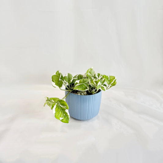 Pothos N Joy in Blue Pot