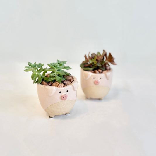 Babe's Mini Succulents