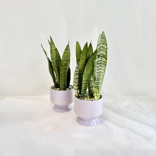 Sansevieria