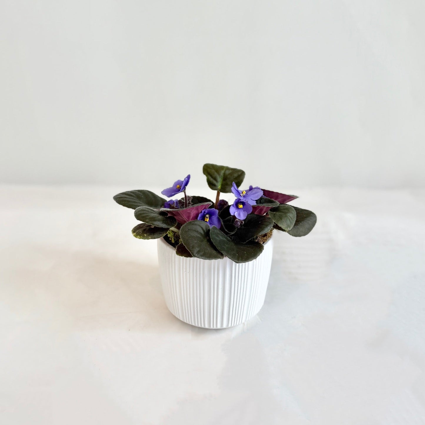 African Violets in White Pot