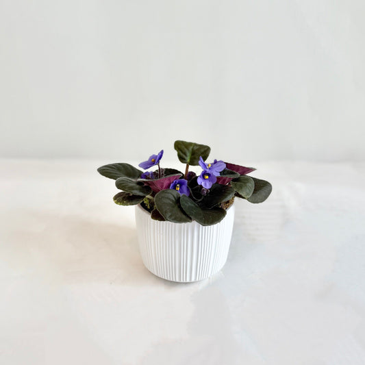 African Violets in White Pot
