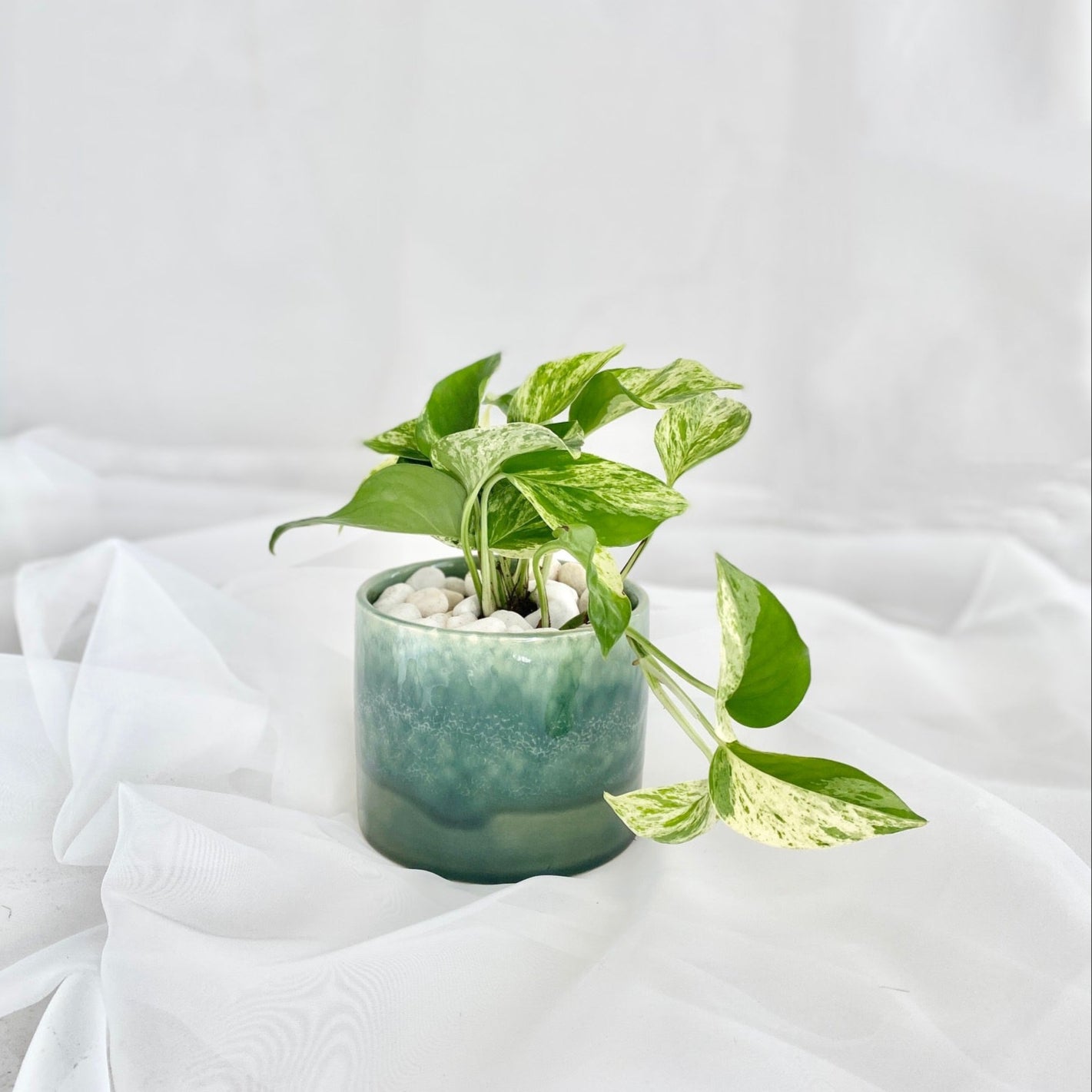 Marble Queen Pothos in Assorted Pots