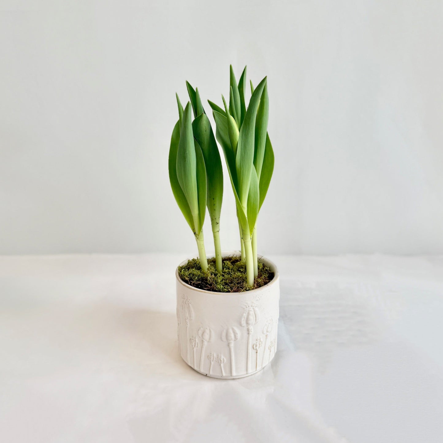 Tulips in Embossed Pot