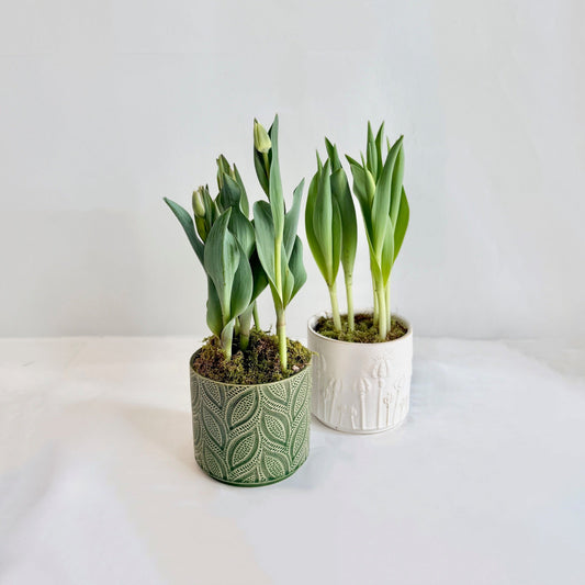 Tulips in Embossed Pot
