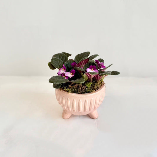 Double African Violet