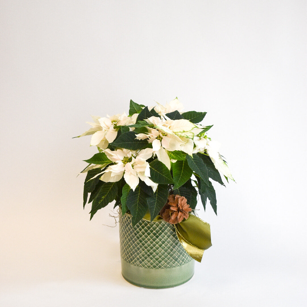 6" Princettia Planter