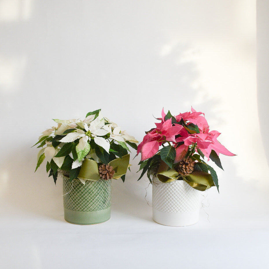 6" Princettia Planter