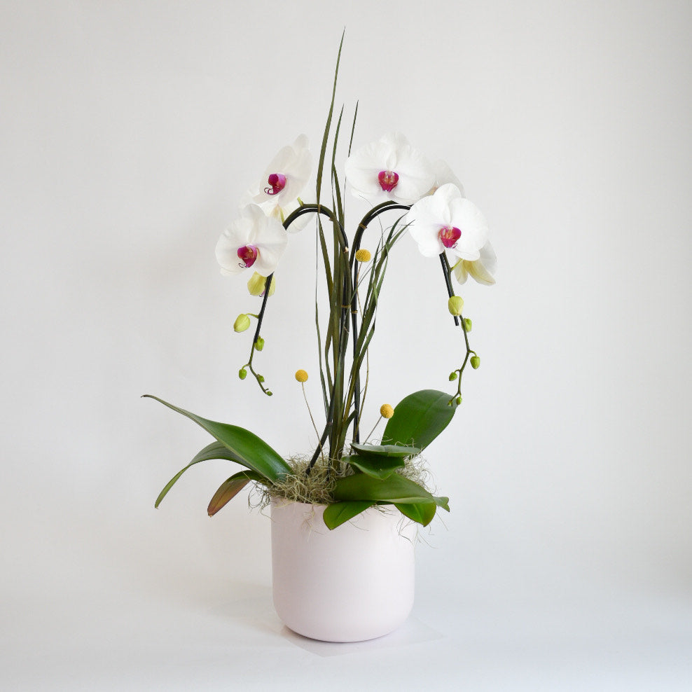 Double Plant Single Stem Orchid- White