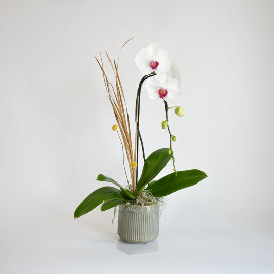 White Single Stem Orchid