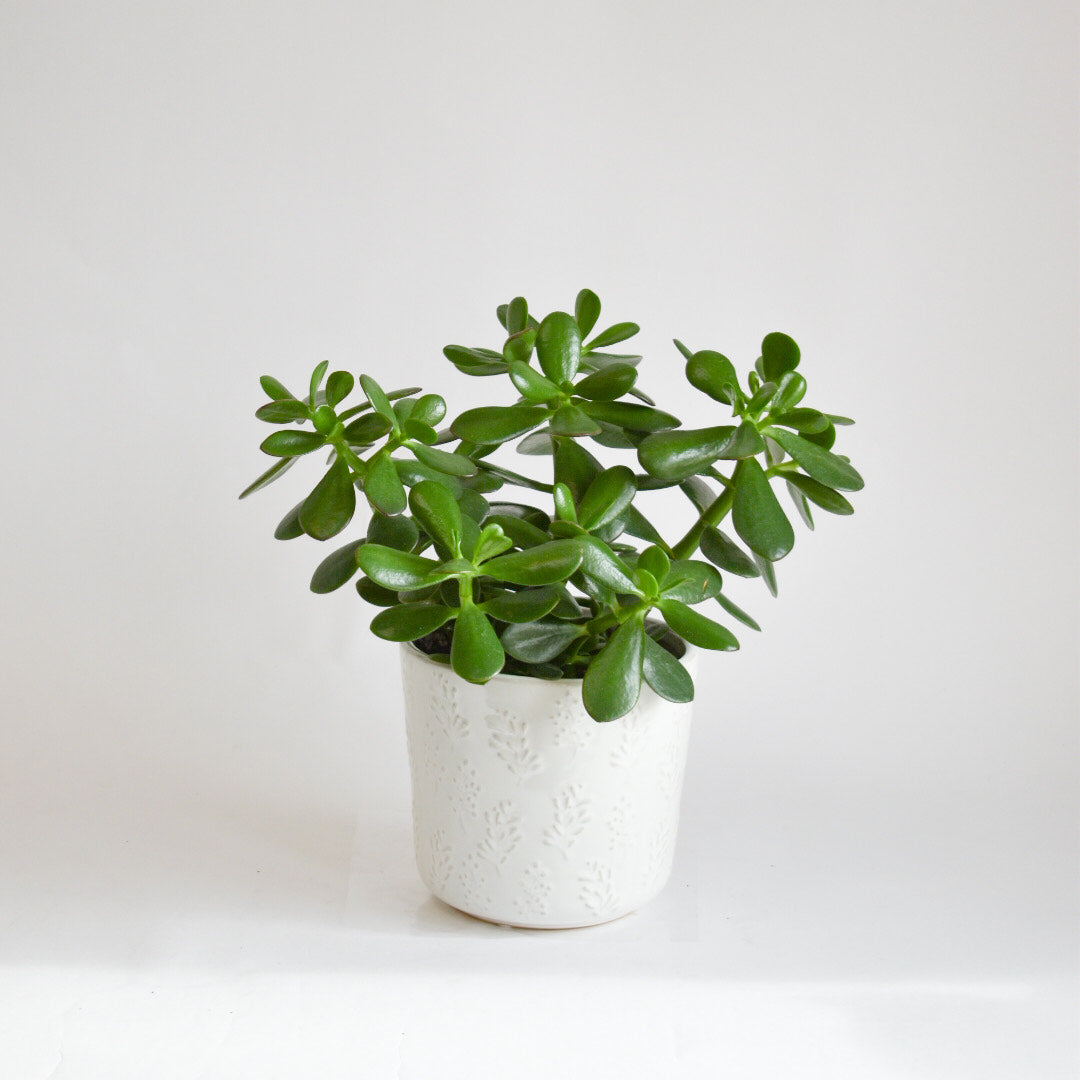 6" Jade Plant in White Leaf Motif Pot