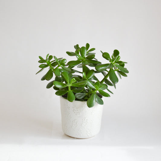 6" Jade Plant in White Leaf Motif Pot