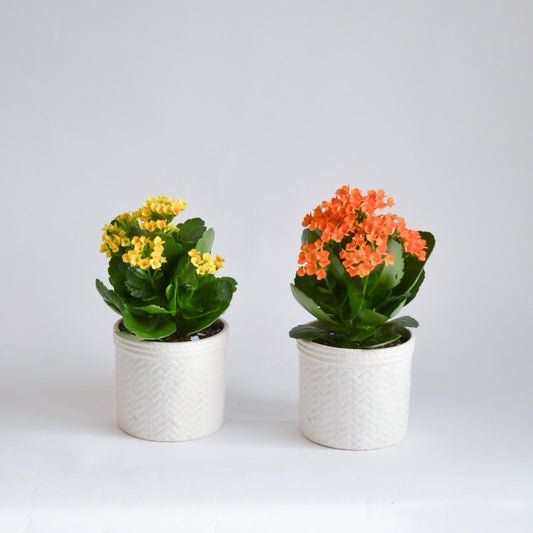 4" Kalanchoe in White Basketweave Pot