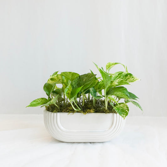 Marble Queen Pothos Long Planter