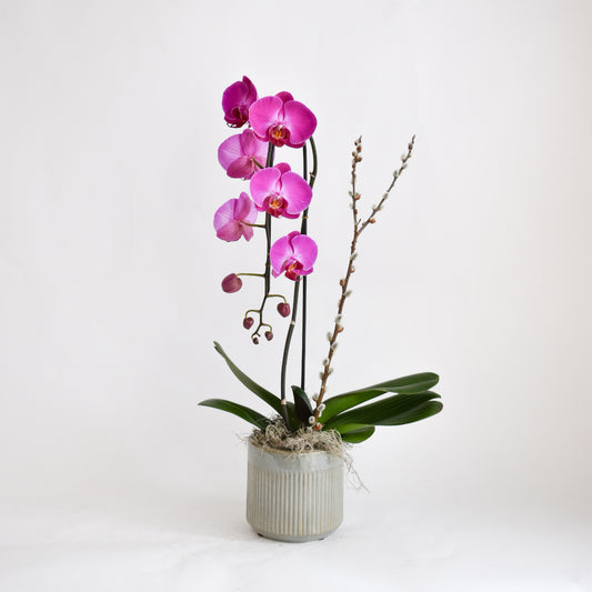 Magenta Single Stem Orchid