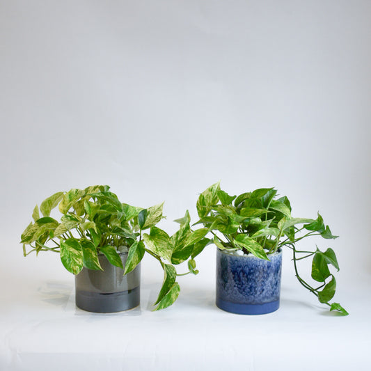 Marble Queen Pothos in Glazed Pots