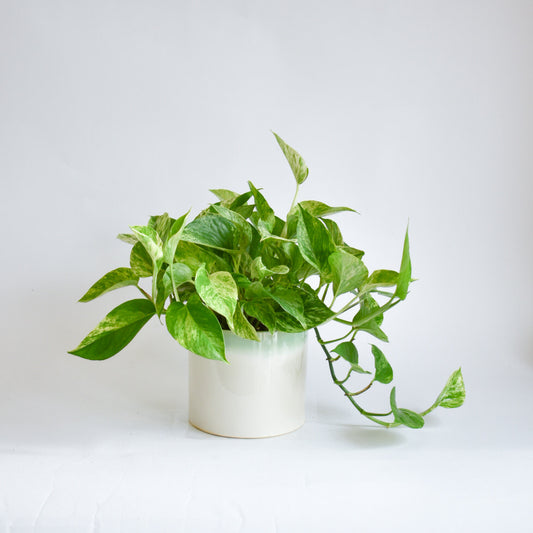 Marble Queen Pothos in Watercolour Pot